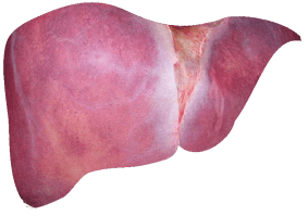 Liver