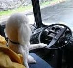 dog at the wheel of a bus