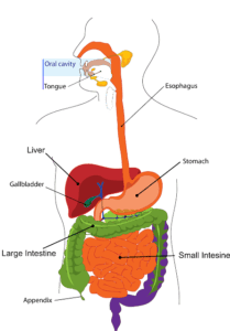 diagram of GI system