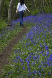 A wooded path is a great place to get away